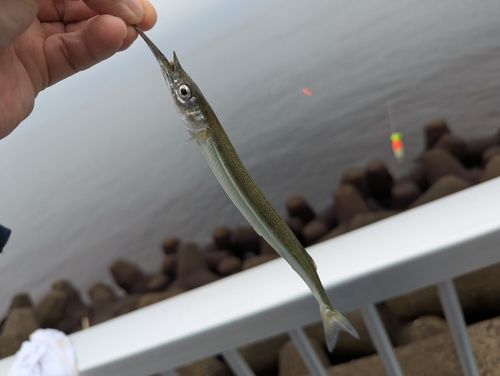 サヨリの釣果