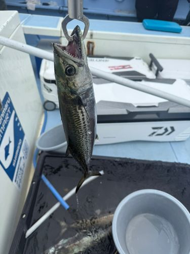 サゴシの釣果