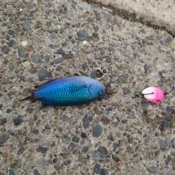 ソラスズメダイ