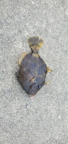 カワハギの釣果