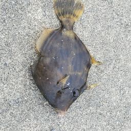 カワハギ