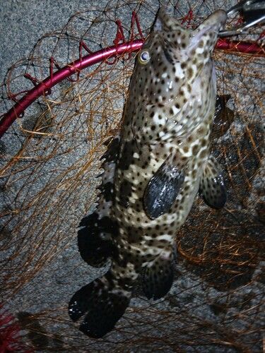 ヤイトハタの釣果