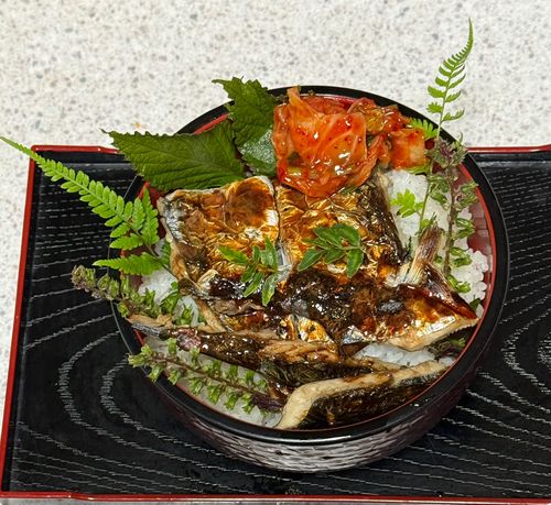 サゴシの釣果