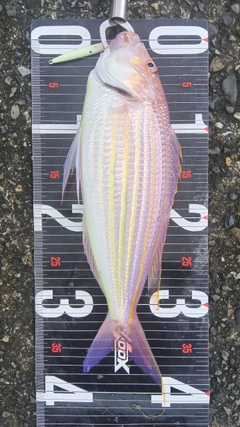 イトヨリダイの釣果