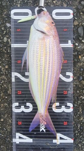 イトヨリダイの釣果