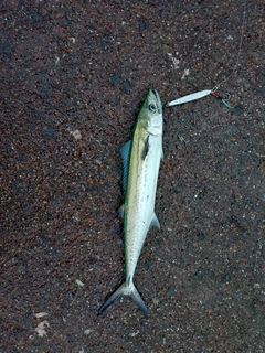 サゴシの釣果