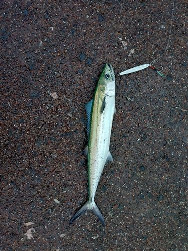 サゴシの釣果