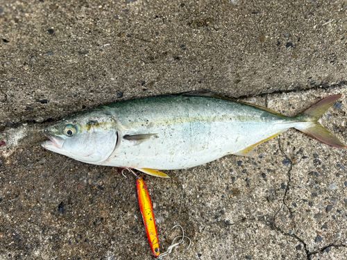 ブリの釣果