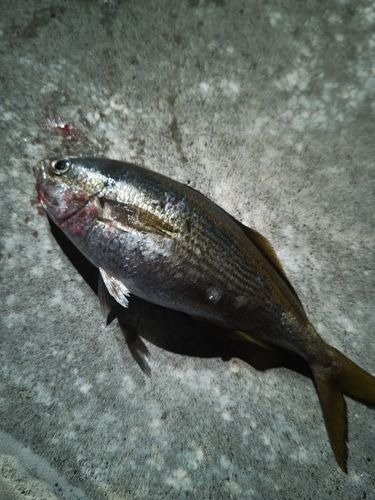 タカベの釣果