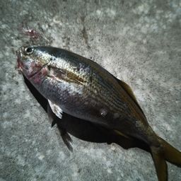 タカベ