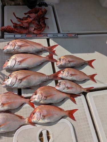タイの釣果