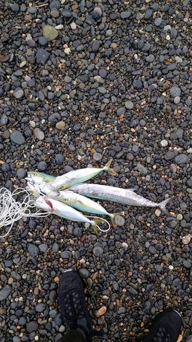 コゾクラの釣果