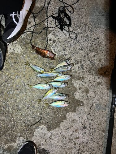 アジの釣果