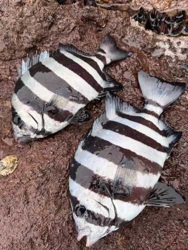 イシダイの釣果