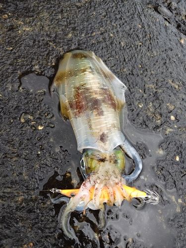 アオリイカの釣果