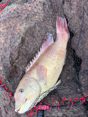 コブダイの釣果