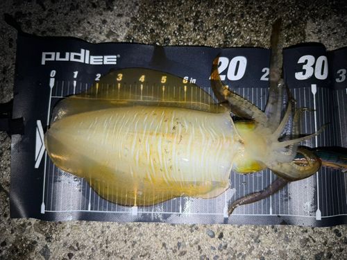 アオリイカの釣果