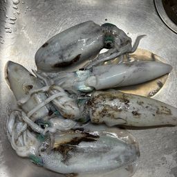 アオリイカ