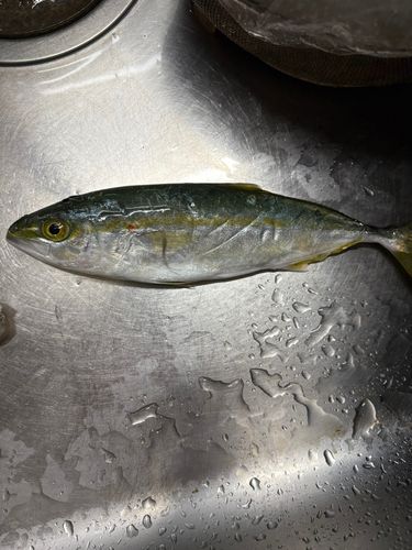 コゾクラの釣果