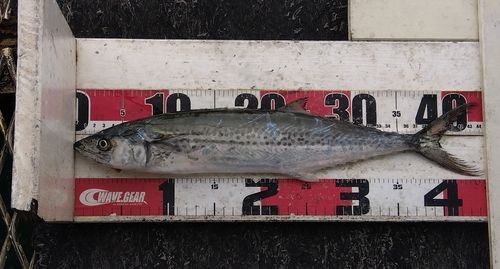 サゴシの釣果