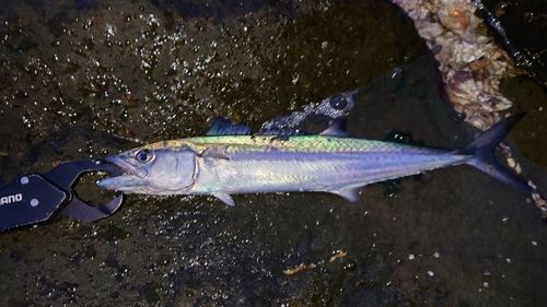サゴシの釣果