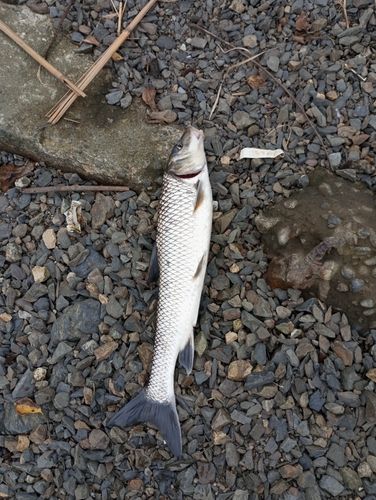 ニゴイの釣果