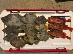 カワハギの釣果