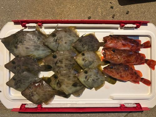 カワハギの釣果