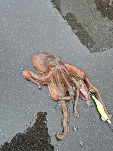タコの釣果