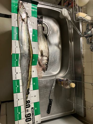 テンジクタチの釣果