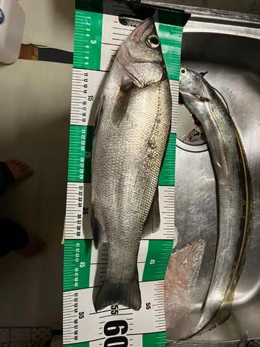 ヒラスズキの釣果
