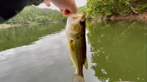 ラージマウスバスの釣果