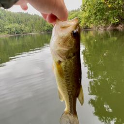 ラージマウスバス