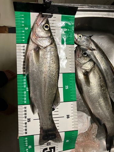 ヒラスズキの釣果