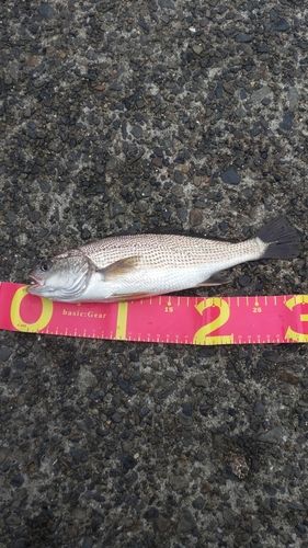 イシモチの釣果
