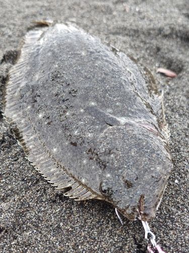 ソゲの釣果