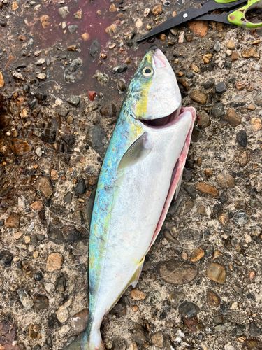 ツバスの釣果