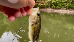 ラージマウスバスの釣果