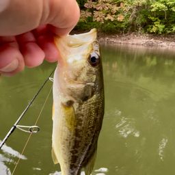 ラージマウスバス