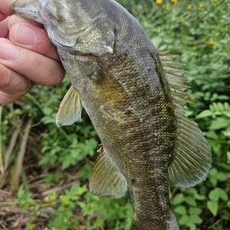 スモールマウスバス