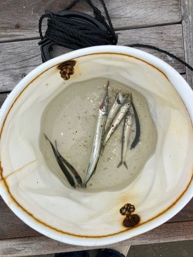 サヨリの釣果