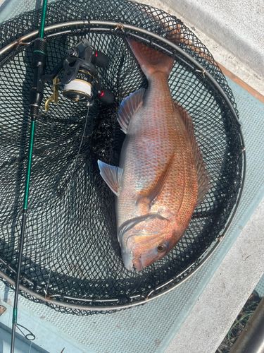 タイの釣果