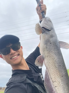 アメリカナマズの釣果