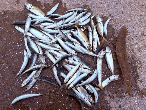 ウルメイワシの釣果