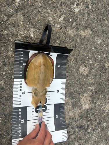 コウイカの釣果