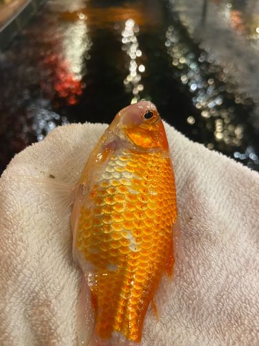 キンギョの釣果