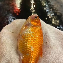キンギョ