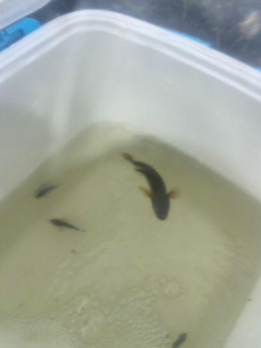 チチブの釣果