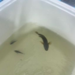 チチブ
