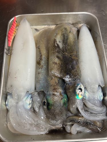 アオリイカの釣果